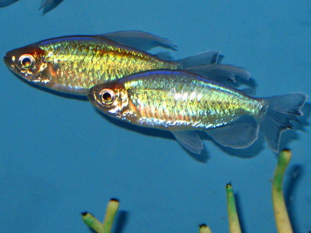 Congo Tetra – A Vibrant Addition to Your Aquarium