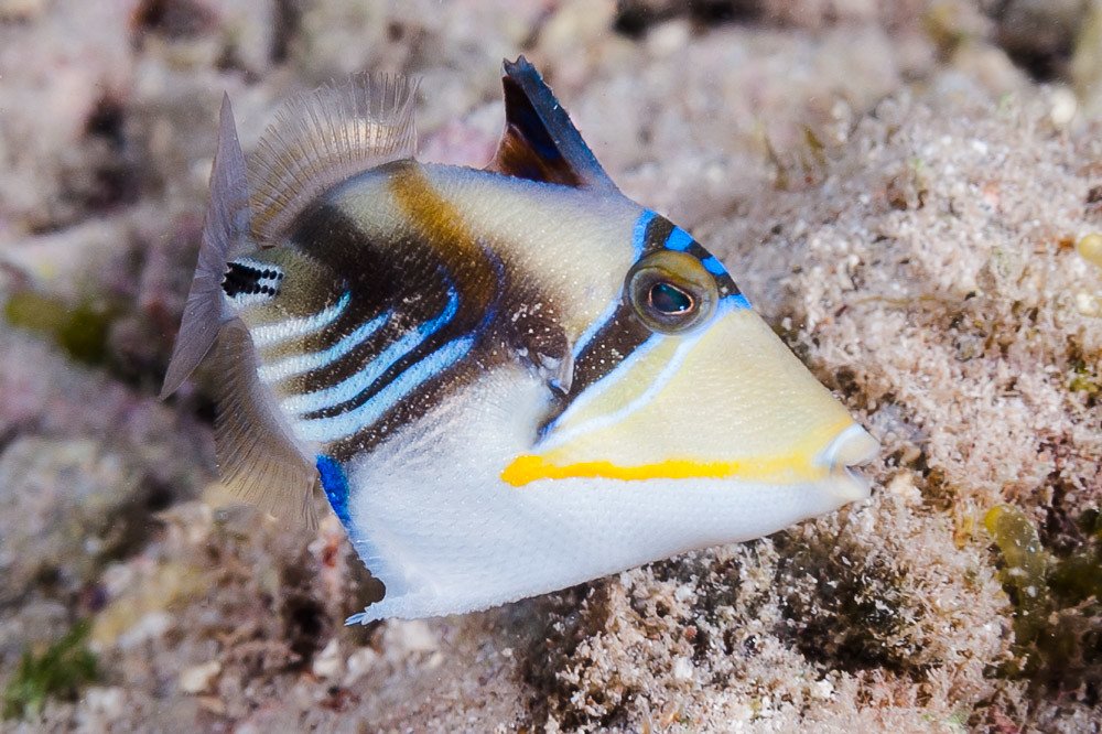 Picasso triggerfish behavior