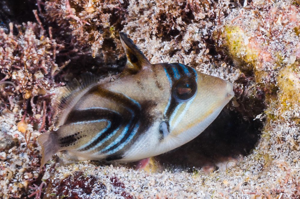 Picasso triggerfish feeding habits