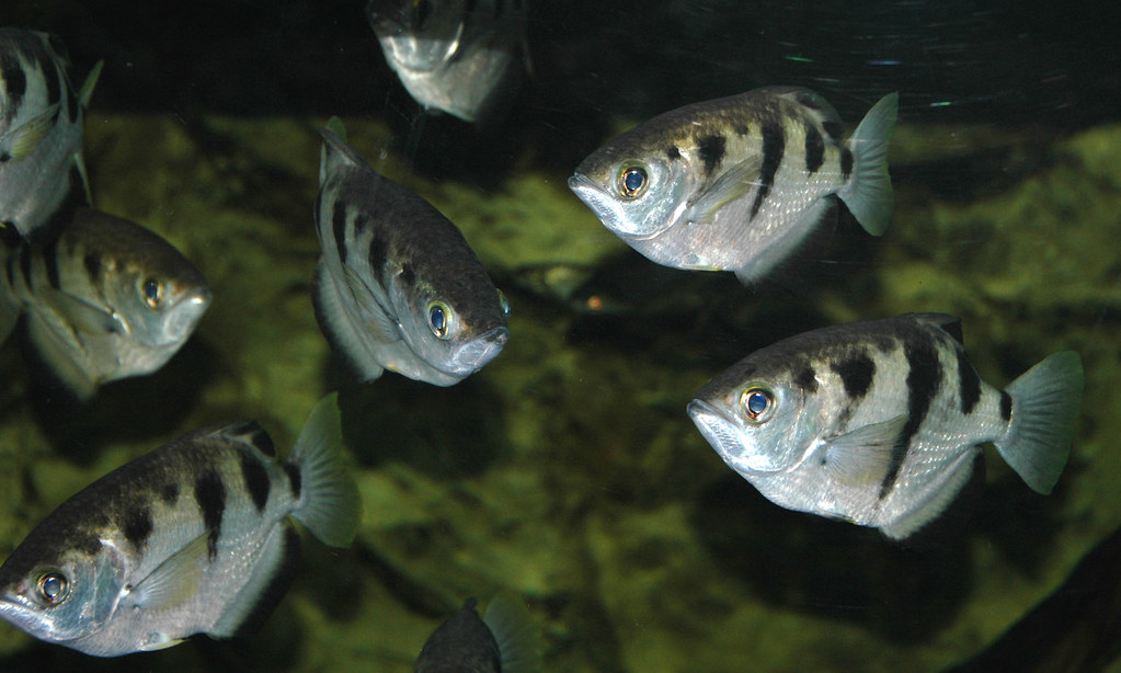 Archerfish evolution