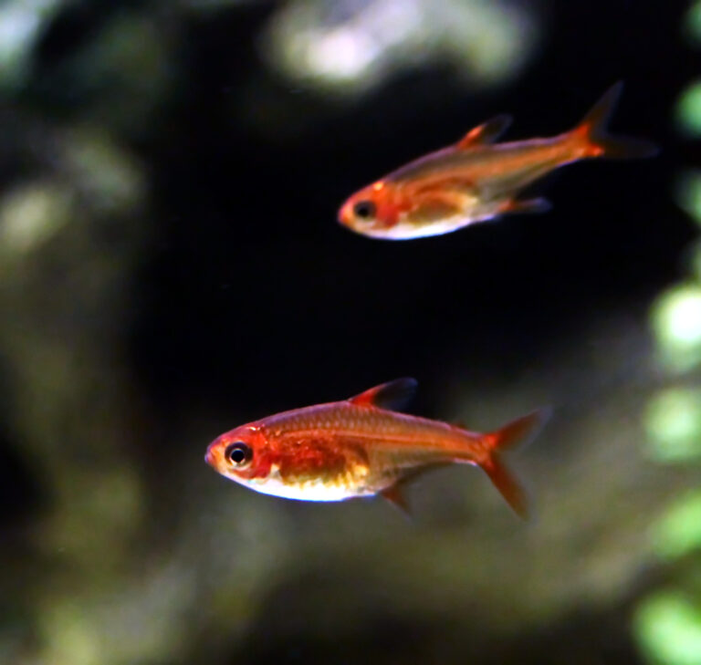 ember tetra breeding