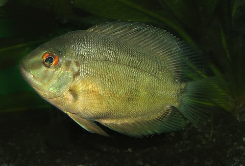 uaru fish