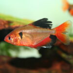 Serpae Tetra