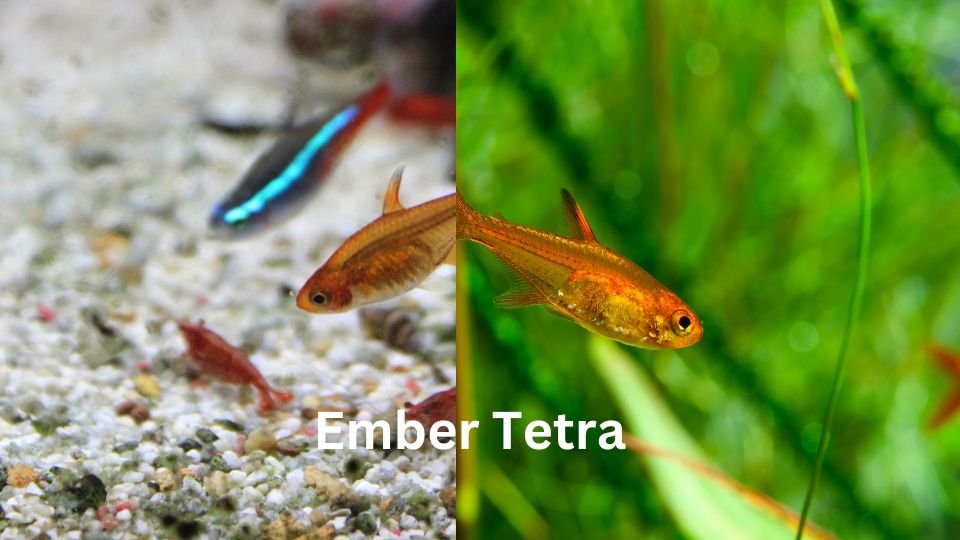 Ember tetra breeding tips