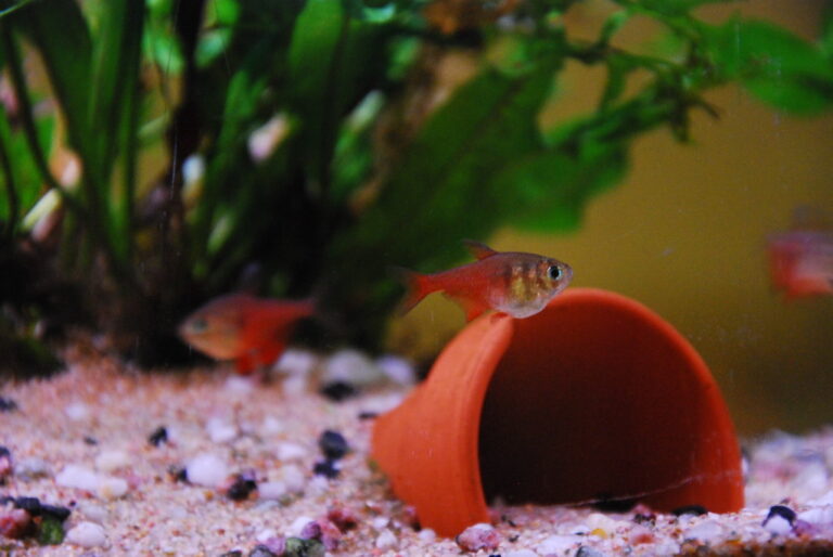 Serpae Tetra Breeding