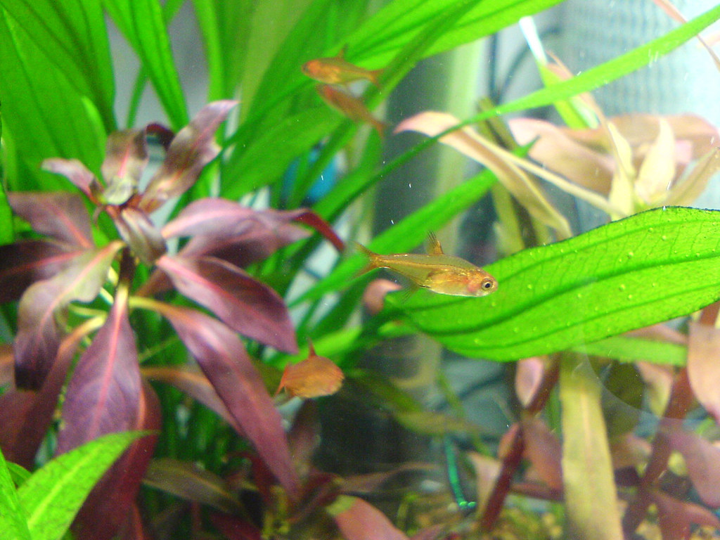 Ember Tetra: A Beautiful Nano Fish for Your Aquarium