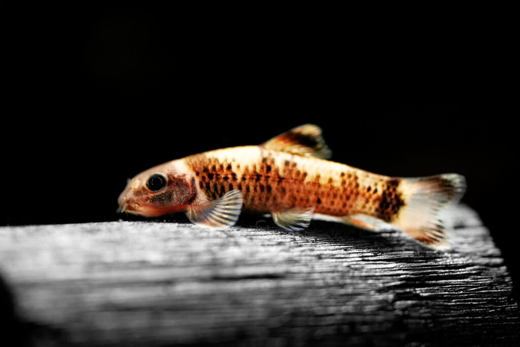 Panda garra behavior in community tank