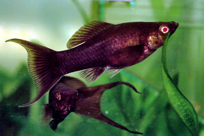 Black Molly Fish: Complete Care Guide for Beginners