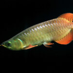 best practices for buying arowana fish