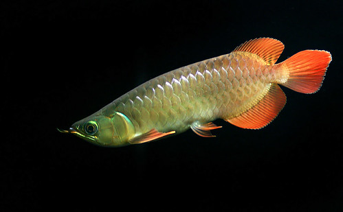 A Buyer’s Guide to Arowana Fish: What to Look for When Purchasing