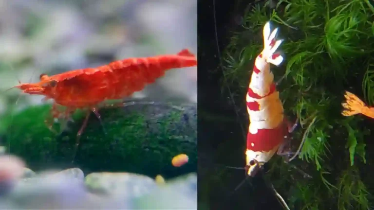 caridina shrimp vs neocaridina​