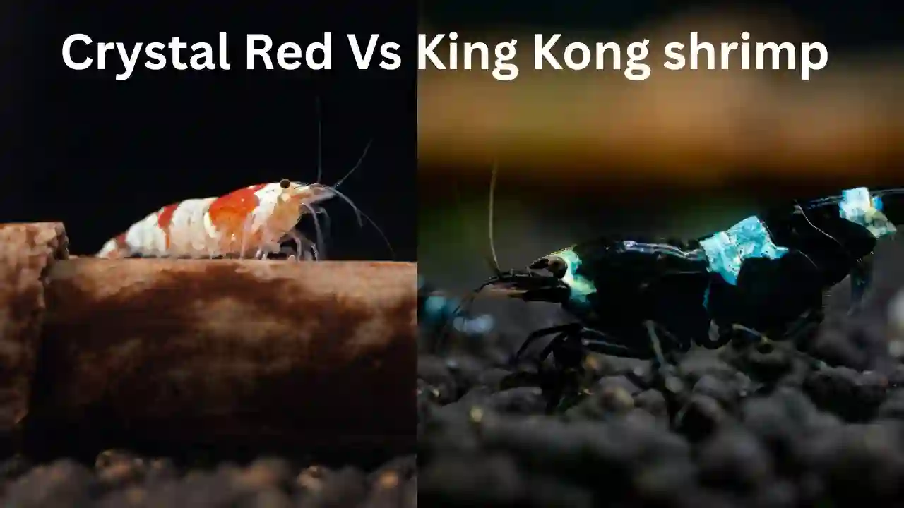 Home 8 crystal red shrimp vs king kong